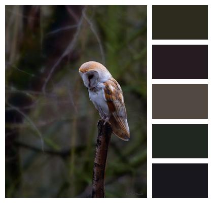 Owl Barn Owl Bird Image